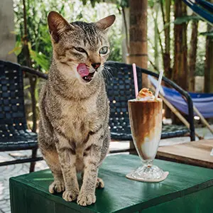Rescue cat Bush tries to taste our amazing cocunut coffee.