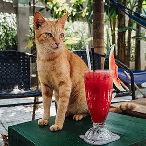 Rescue cat Jesse stands next to a watermelon juice.