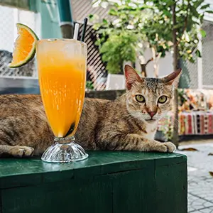 Rescue cat Picnic is relaxing next to an orange juice.