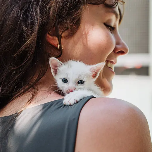 A close-up of a smiling visitor at Jack's Cat Cafe in Hoi An, with a tiny white rescue kitten perched on her shoulder. The kitten has striking blue eyes and is looking toward the camera while resting its paw on the woman's grey top. The bright, sunlit environment highlights the heartwarming interaction between guests and rescue animals.