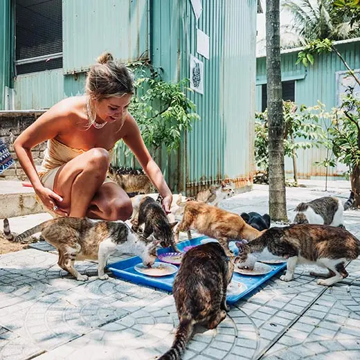 A smiling visitor watching a large group of rescue cats during mealtime at Jack's Cat Cafe in Hoi An. Several tabby and calico cats are eating from plates on a blue tray, while the guest crouches nearby in the sunny outdoor shelter area. The background shows the colorful corrugated metal buildings of the cat sanctuary.