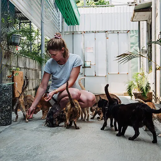 A visitor at Jack's Cat Cafe in Hoi An crouching down to feed a group of rescue cats in a bright outdoor walkway. Several cats, including tortoiseshell, black, and ginger tabbies, gather around to receive treats. The scene illustrates the interactive and caring environment provided for rescued animals at the shelter in Vietnam.