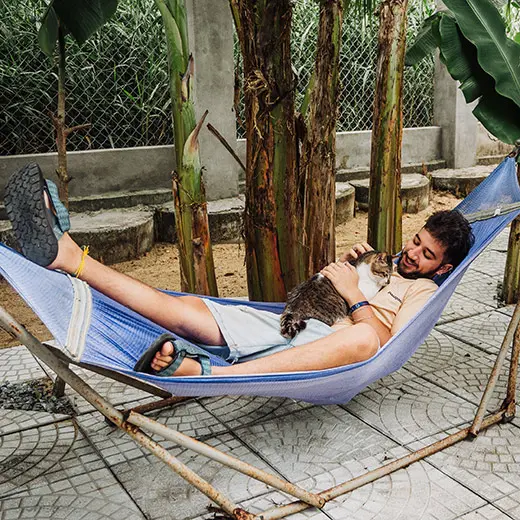 A male visitor relaxing in a blue hammock at Jack's Cat Cafe in Hoi An, cuddling Jesse, a tabby and white rescue cat. Jesse is lying comfortably on the guest's chest while being gently petted. The scene is set in a peaceful outdoor garden area with banana trees, perfectly capturing the relaxing experience for both humans and cats at the sanctuary.