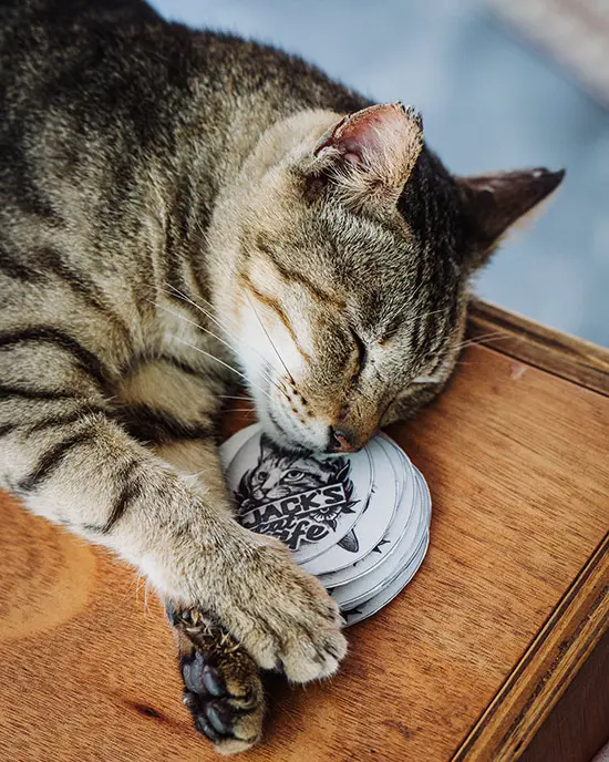 Rescue Cat Luke is sleeping on some Jack's Cat Cafe stickers.