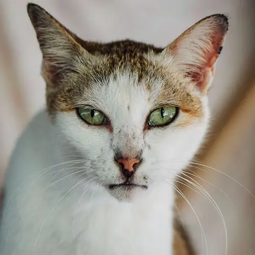 Ella - rescue cat at Jack's Cat Cafe in Hoi An, Vietnam