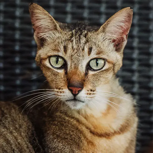 Big Bang - rescue cat at Jack's Cat Cafe in Hoi An, Vietnam