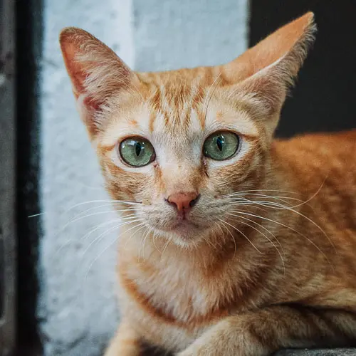 Mango - rescue cat at Jack's Cat Cafe in Hoi An, Vietnam