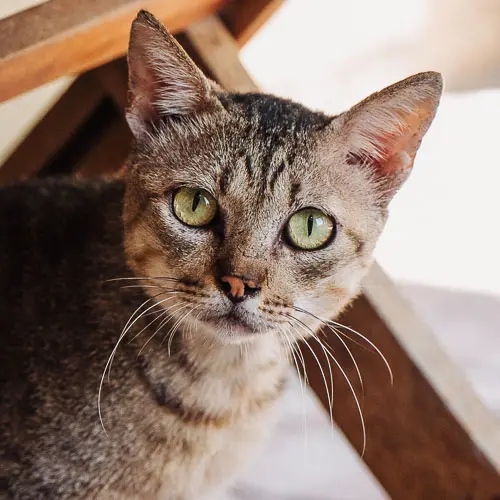 Zsolti - rescue cat at Jack's Cat Cafe in Hoi An, Vietnam