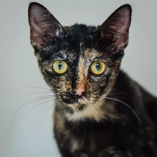 Ava - rescue cat at Jack's Cat Cafe in Hoi An, Vietnam