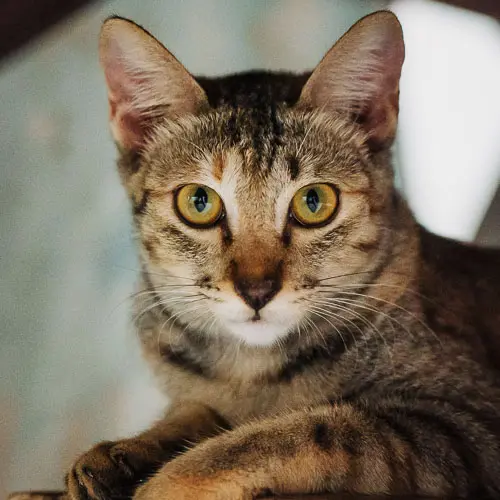 Abi - rescue cat at Jack's Cat Cafe in Hoi An, Vietnam