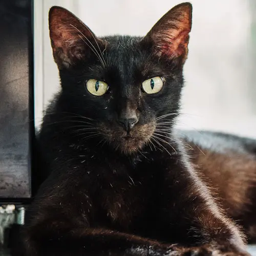 Batman - rescue cat at Jack's Cat Cafe in Hoi An, Vietnam