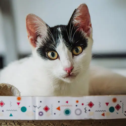 Tilly - rescue cat at Jack's Cat Cafe in Hoi An, Vietnam