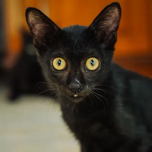 Miracle Cole - rescue cat at Jack's Cat Cafe in Hoi An, Vietnam