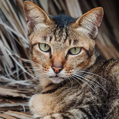 Bing - rescue cat at Jack's Cat Cafe in Hoi An, Vietnam
