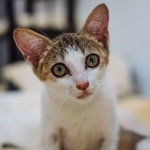 Eli - rescue cat at Jack's Cat Cafe in Hoi An, Vietnam