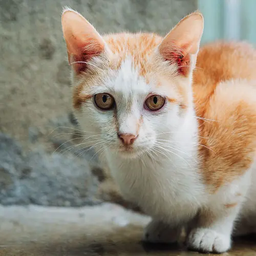 Elton - rescue cat at Jack's Cat Cafe in Hoi An, Vietnam