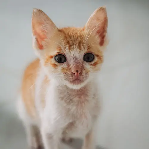 Ozzy - rescue cat at Jack's Cat Cafe in Hoi An, Vietnam