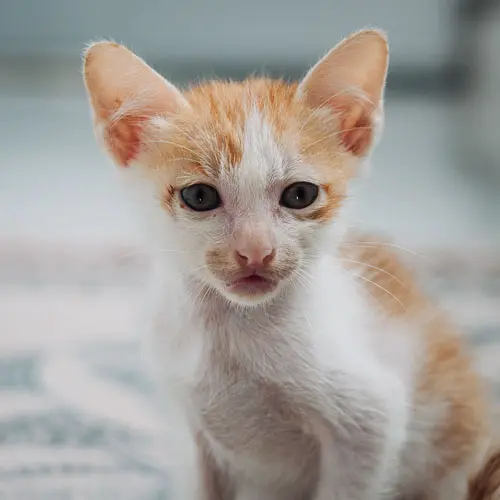 Ollie - rescue cat at Jack's Cat Cafe in Hoi An, Vietnam