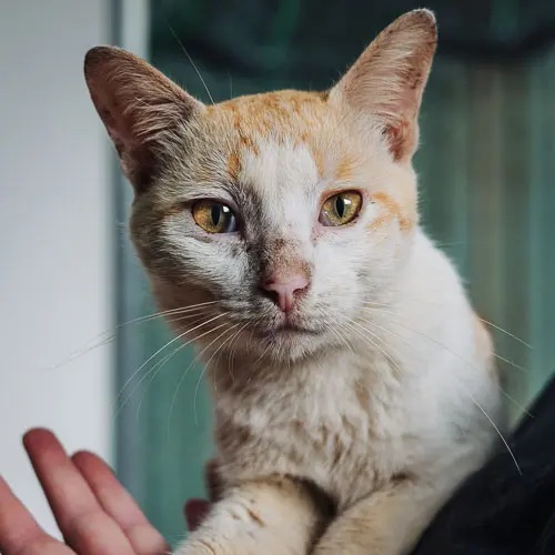 Romeo - rescue cat at Jack's Cat Cafe in Hoi An, Vietnam