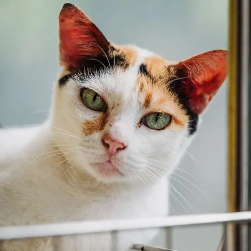 Penny - rescue cat at Jack's Cat Cafe in Hoi An, Vietnam