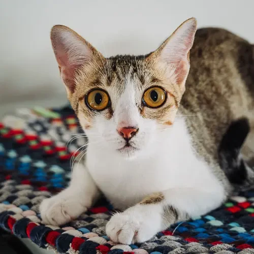 Minnie - rescue cat at Jack's Cat Cafe in Hoi An, Vietnam