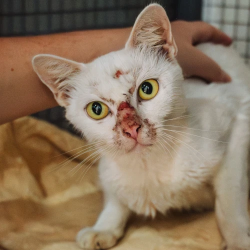 Juliet - rescue cat at Jack's Cat Cafe in Hoi An, Vietnam