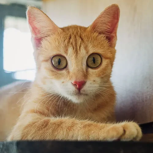 Seven - rescue cat at Jack's Cat Cafe in Hoi An, Vietnam