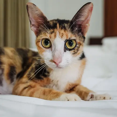 390 - rescue cat at Jack's Cat Cafe in Hoi An, Vietnam