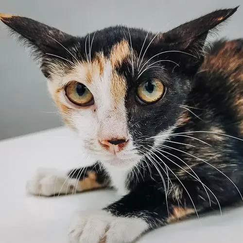Cindy - rescue cat at Jack's Cat Cafe in Hoi An, Vietnam