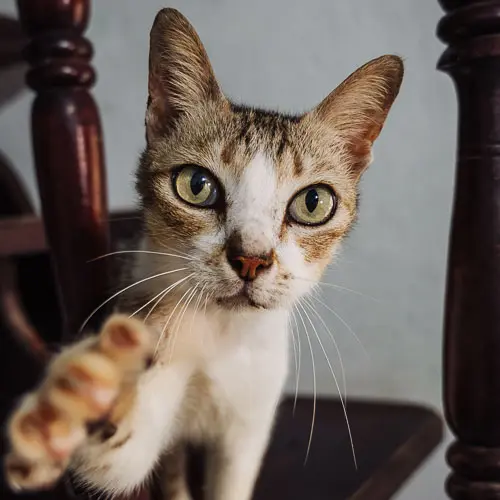 Thumper - rescue cat at Jack's Cat Cafe in Hoi An, Vietnam