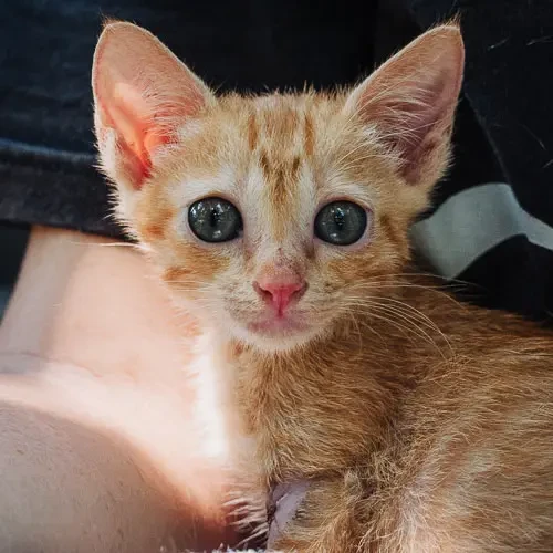 Louise - rescue cat at Jack's Cat Cafe in Hoi An, Vietnam
