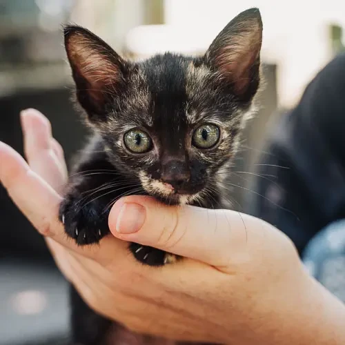 Thelma - rescue cat at Jack's Cat Cafe in Hoi An, Vietnam