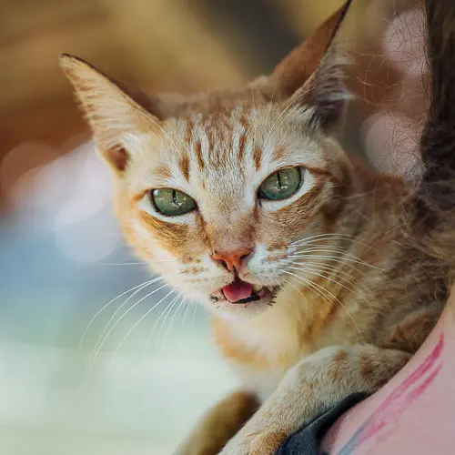 Crouchie - rescue cat at Jack's Cat Cafe in Hoi An, Vietnam