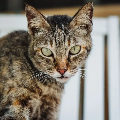 Dotty - rescue cat at Jack's Cat Cafe in Hoi An, Vietnam