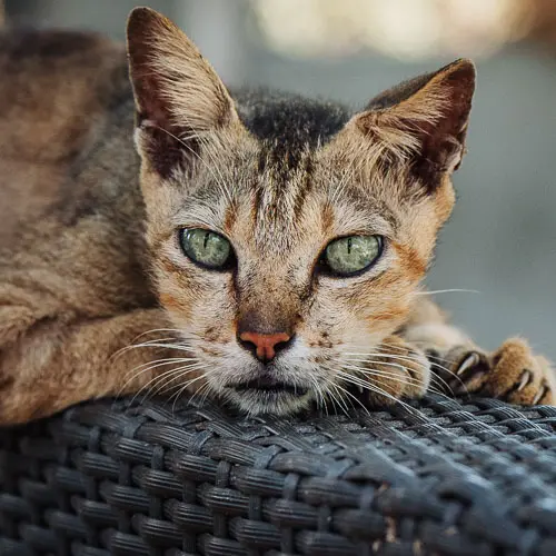 Rocky - rescue cat at Jack's Cat Cafe in Hoi An, Vietnam