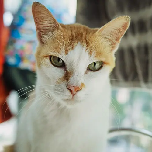 Jam - rescue cat at Jack's Cat Cafe in Hoi An, Vietnam
