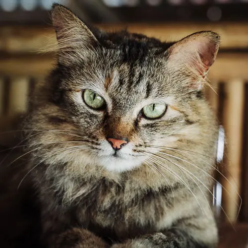 Layla - rescue cat at Jack's Cat Cafe in Hoi An, Vietnam