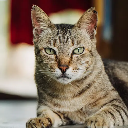 Luke - rescue cat at Jack's Cat Cafe in Hoi An, Vietnam