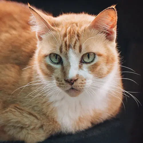 Pumpkin - rescue cat at Jack's Cat Cafe in Hoi An, Vietnam