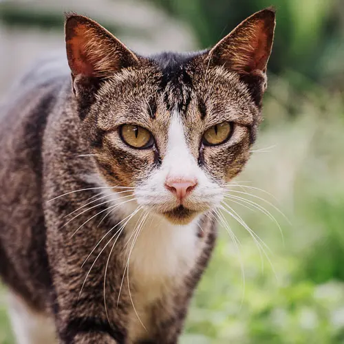 Rolly - rescue cat at Jack's Cat Cafe in Hoi An, Vietnam