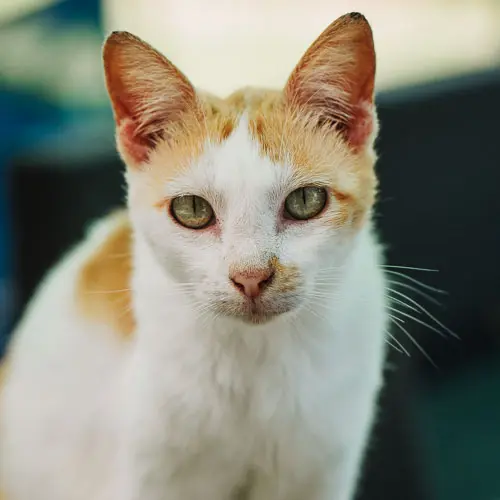 Moppi - rescue cat at Jack's Cat Cafe in Hoi An, Vietnam