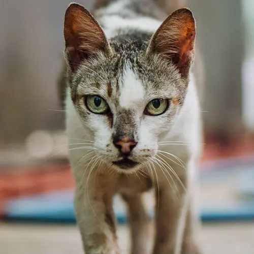 Hazel - rescue cat at Jack's Cat Cafe in Hoi An, Vietnam