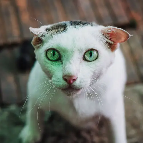 Mr. Creeper - rescue cat at Jack's Cat Cafe in Hoi An, Vietnam