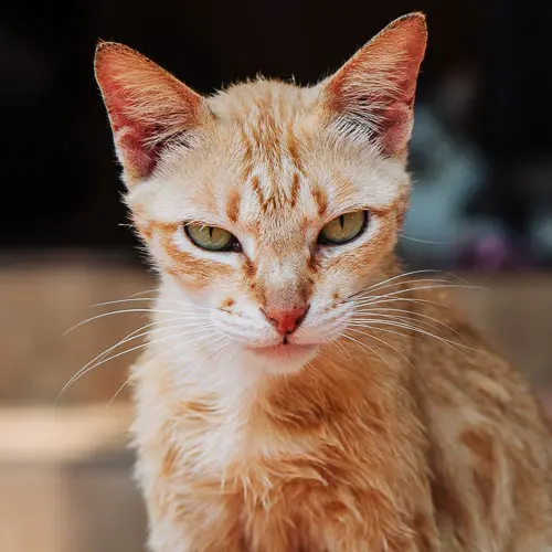 Scooter - rescue cat at Jack's Cat Cafe in Hoi An, Vietnam