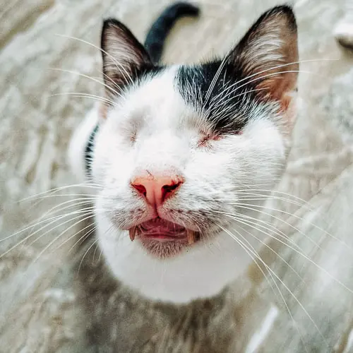 Pongaloof Snaggletooth - rescue cat at Jack's Cat Cafe in Hoi An, Vietnam