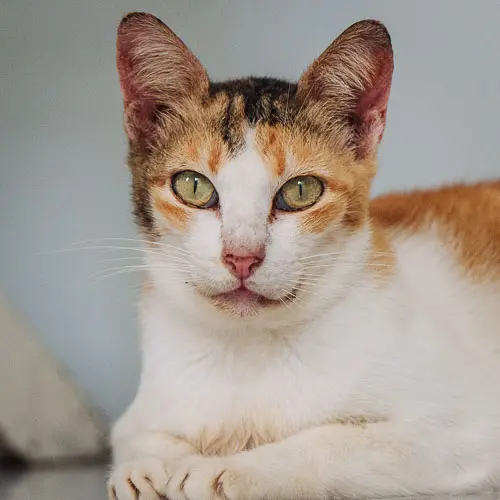 Toni - rescue cat at Jack's Cat Cafe in Hoi An, Vietnam