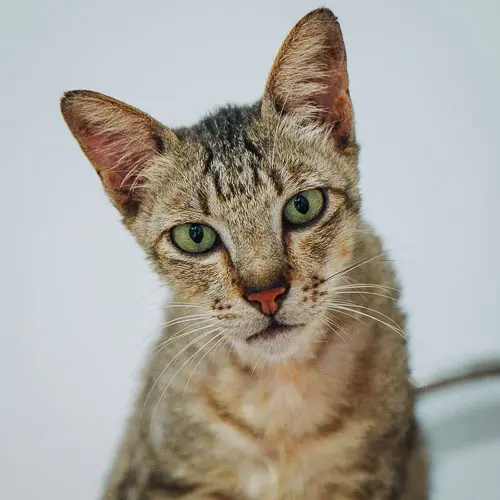 Big Butt - rescue cat at Jack's Cat Cafe in Hoi An, Vietnam