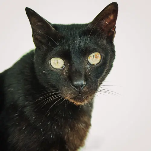 Sideways - rescue cat at Jack's Cat Cafe in Hoi An, Vietnam