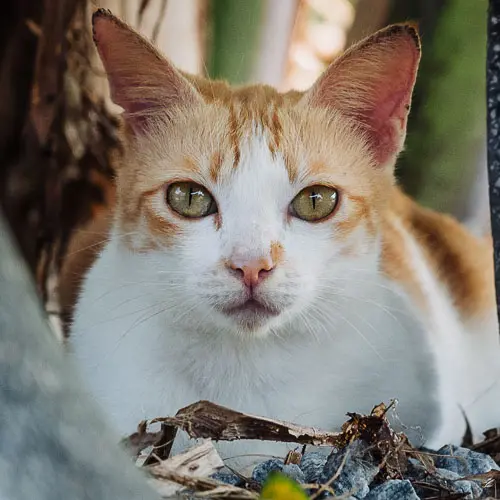 Bea Bea - rescue cat at Jack's Cat Cafe in Hoi An, Vietnam