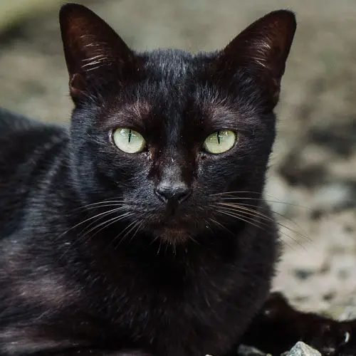 Jeremy - rescue cat at Jack's Cat Cafe in Hoi An, Vietnam